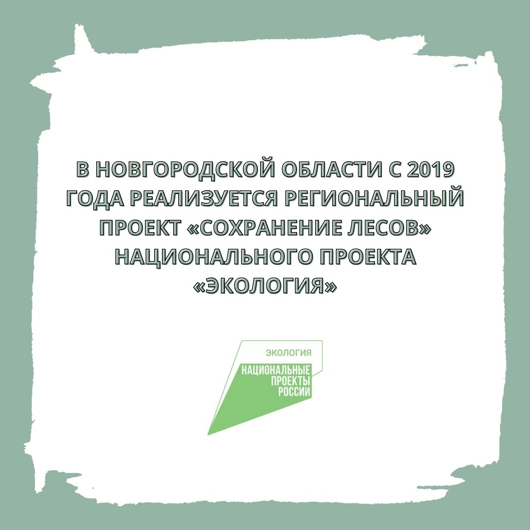 В Новгородской области с 2019 года реализуется региональный проект «Сохранение лесов» национального проекта «Экология»..