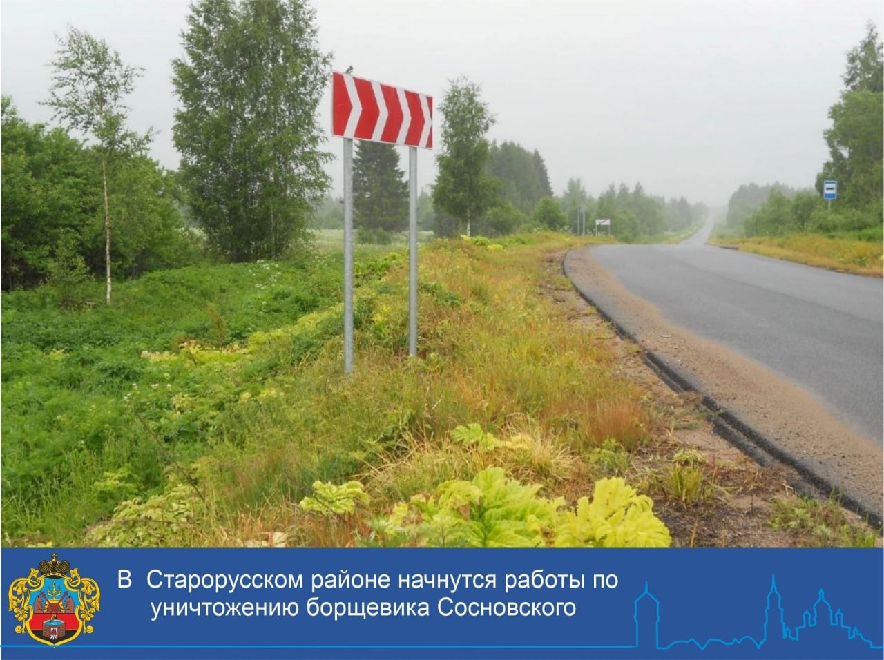 В июне текущего года на территории автомобильных дорог общего пользования регионального и межмуниципального значения в Новгородской области, планируется производство работ по уничтожению борщевика Сосновского химическим методом.